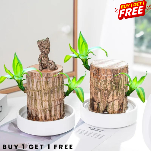 Lucky Brazil Wood Potted Plant BUY 1 GET 1 FREE SALE 1+1